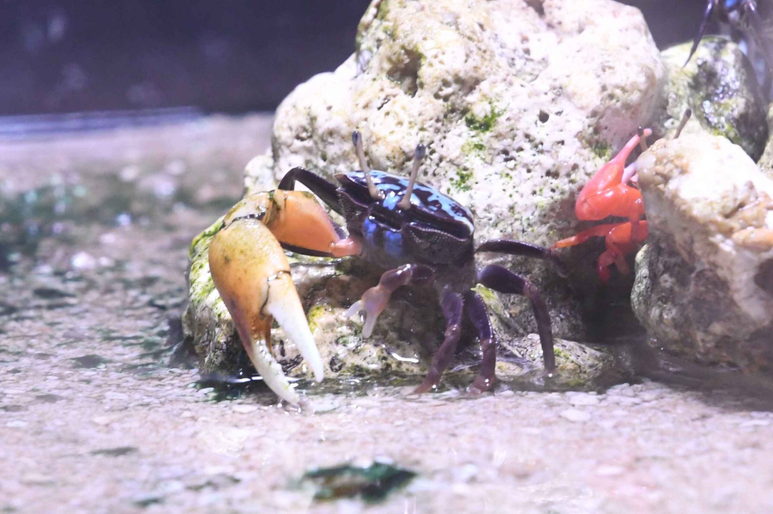 【エビとカニの水族館】サポーターになりました